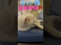 あの凶暴猫のカリン様が船長の一声で一発退室‼️ #shorts