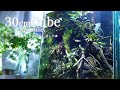 30cmキューブ立ち上げ ブセ水槽にアベニーパファーをお迎えしました❀アクアリウム Aquarium.