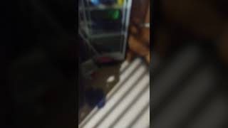 Download Lagu pindah #funny #lifeisbutadream #comedy #whowillbemylifepartnerta #bome #jalanyangjauhjanganlupapulan MP3