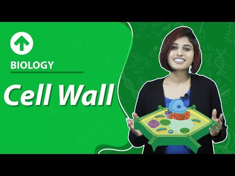 Cell Wall | Cell-Structure & Function | Biology | Class 9