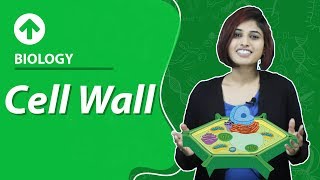 Cell Wall | Cell-Structure & Function | Biology | Class 9