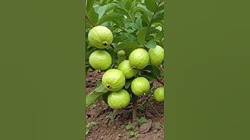 🌿Grow Guava Tree FAST with These Pro Tips #guava #fruittree #gardening