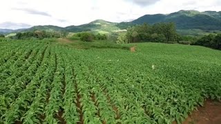 Audiência Pública em 31/03 para tratar sobre a produção de tabaco em SC