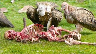Download Mp3 The Fastest And Most Deadly Aggressive Bird In Attack Wars Gudang lagu Download Mp3 The Fastest And Most Deadly Aggressive Bird In Attack Wars