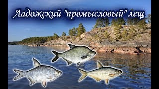 Ладожский промысел. Лещ. Русская Рыбалка.