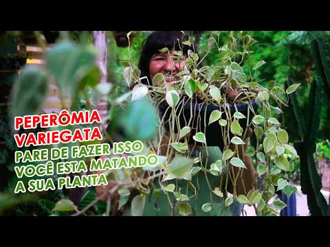Vídeo: Peperomia De Folhas Rombas