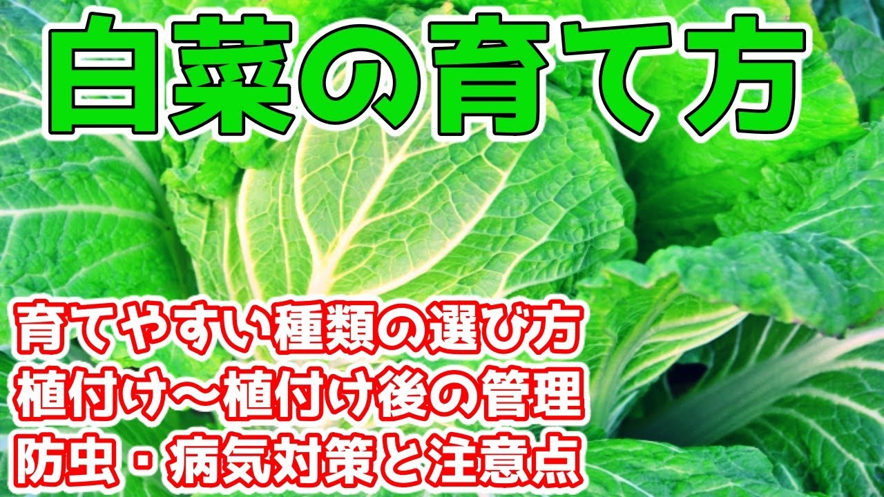 白菜の育て方 植付け 収穫までの管理方法 育てやすい品種の選び方も紹介 防虫 病気対策と注意点 Youtube