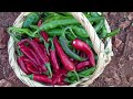 شطة حاره منزليه بلفليلفة الحمراء الطازجة English Homemade Chili Sauce From Fresh Red Peppers