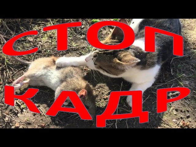 КУРЯТНИК без крыс и мышей