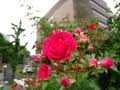GARDEN OF ROSES