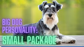 All About the Miniature Schnauzer: The Perfect Family Pet?