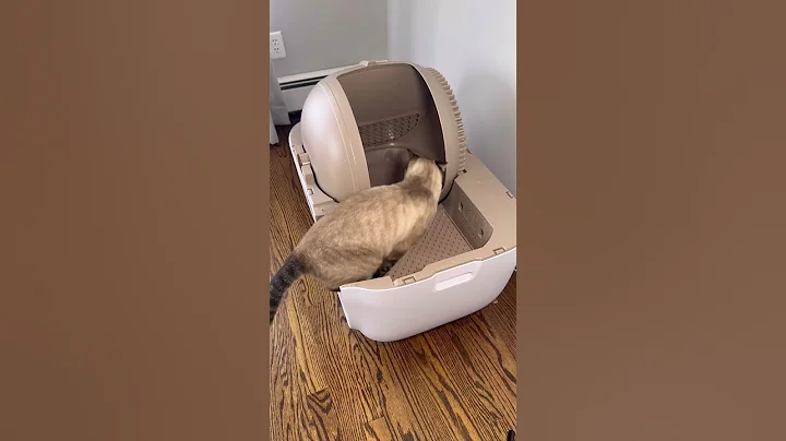 When you realize you don't have to scoop cat litter anymore 🥲 | PetSnowy Snow+ - DayDayNews