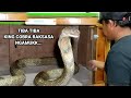 SUASANA MENCEKAM SAAT KING COBRA RAKSASA GANTI KULIT | KING COBRA | ULAR | MANDA PETUALANG