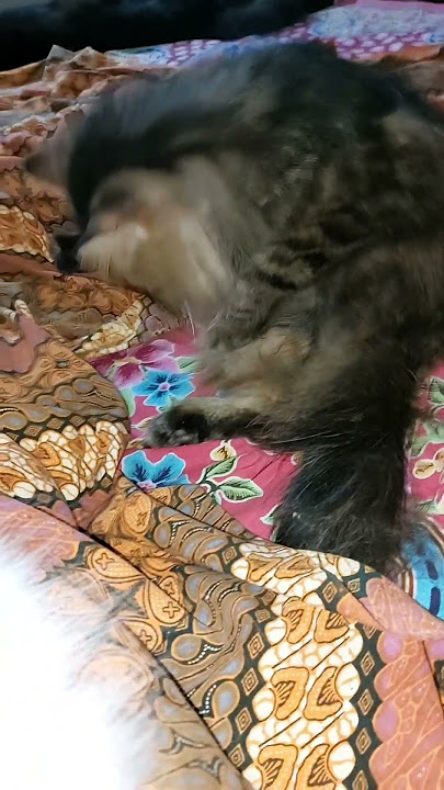 masyaallah maminya demam semua menemani ❤️#youtubeshorts #cat #shortvideo #kitten #shorts #short