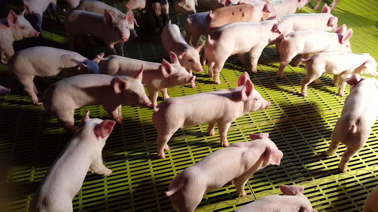 돼지꿈,꾸셔요♡ 많은 이쁜 돼지들,보시고요(Dream pig, Look at many pretty pigs.) YouTube