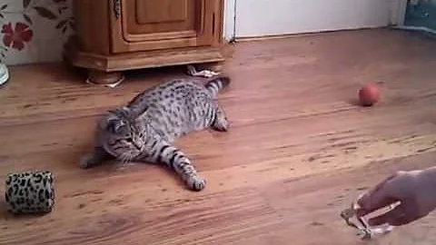 Video 1025001: silver spotted bengal, bengal playing