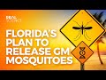 Florida's Plan to Release GM Mosquitoes