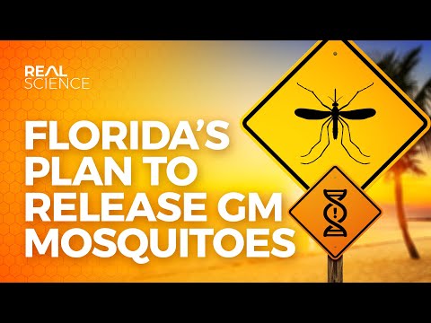 Florida's Plan to Release GM Mosquitoes