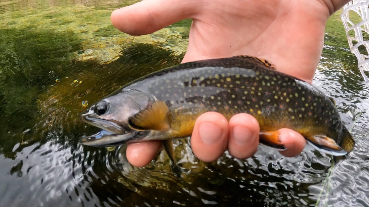 A Brook Trout Adventure (fly fishing Montana) YouTube