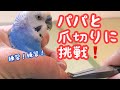 【セキセイインコ】パパと爪切りに挑戦！　Challenge dad and nail clippers! Budgerigar