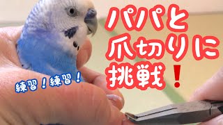 【セキセイインコ】パパと爪切りに挑戦！　Challenge dad and nail clippers! Budgerigar