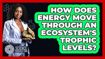 How Does Energy Move Through An Ecosystem