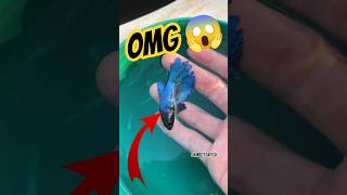 catching the betta fish #betta fishtank #bettafish #fish #samofficail #bettafishworld #guppyfish
