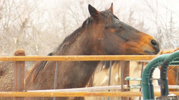 Neglected Horses Now Available For Adoption