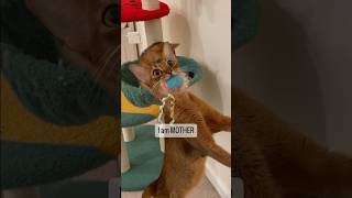 I know best! Abyssinian cat rules the house  #abyssinian #kittens #cutecat #catshorts #funnycat