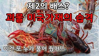 한국 강을 점령한 공포의 외래종 미국가재의 습격, 제2의 배스? [오브리더]