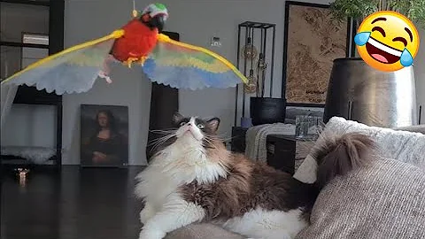 Watch the video about 😻 New Funny Cats And Dogs Videos 2024 😆 Best Funniest Animal Videos 🤣 PART 26