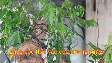 Ghép cóc thái vào cóc hương rừng