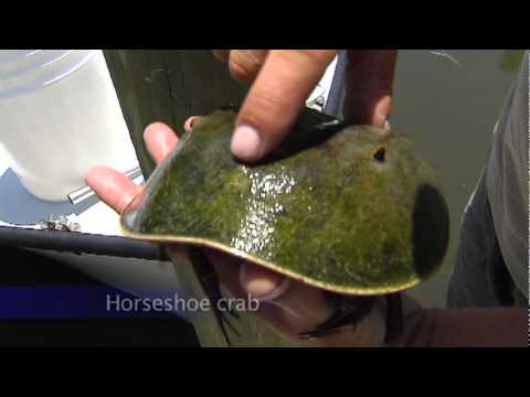 Sealife in Southwest Florida Estuaries - Crabs