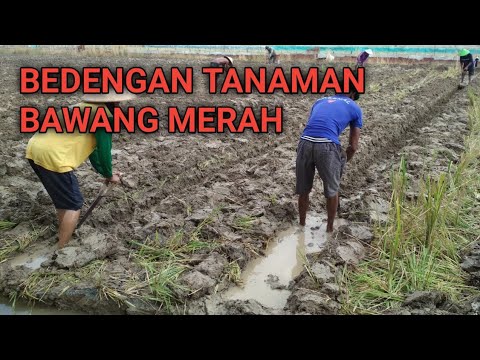 Cara Membuat Bedengan Untuk Tanam Bawang Merah YouTube Cara Membuat Bedengan Untuk Tanam Bawang Merah YouTube