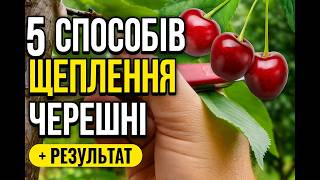 видео: Якби Я Знав Це Раніше –Черешня Чкалов Дала б ВРОЖАЙ У 2 РАЗИ БІЛЬШИЙ!🍒 5 способів ЩЕПЛЕННЯ #щеплення картинка: Якби Я Знав Це Раніше –Черешня Чкалов Дала б ВРОЖАЙ У 2 РАЗИ БІЛЬШИЙ!🍒 5 способів ЩЕПЛЕННЯ #щеплення