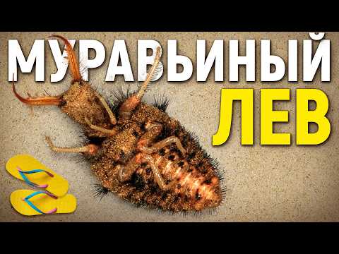 Муравьиный лев - подземный монстр