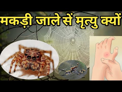 मकड़ी जाले से मृत्यु क्यों।the spider make webs?What scientific reasons do spider webs,facted