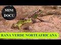 MicroDocu - Rana verde norteafricana (Pelophylax saharica), Marruecos