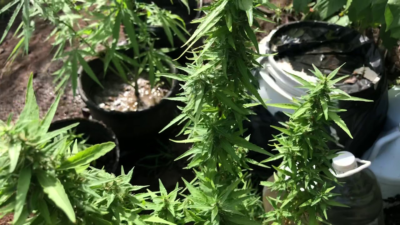 Outdoor sativa Indica hybrid 88weed 2020