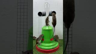Easy Mouse Trap Ideas At Home // Mouse Trap 2 #Rat #Rattrap #Mousetrap #Shorts