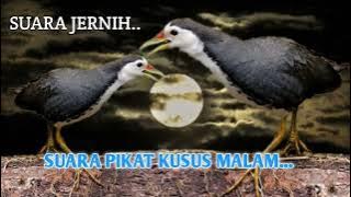 DI JAMIN TARET MENDEKAT || SUARA RUAK RUAK KHUSUS MALAM HARI