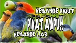 suara pikat burung kemande ribut pikat ampuh kemande liar | pikat burung cabe cabean