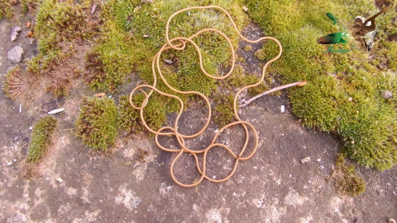 At Kılı solucanı , Nematomorpha