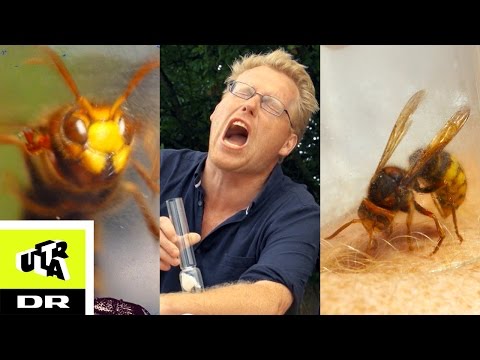 Video: De Værste Insekter