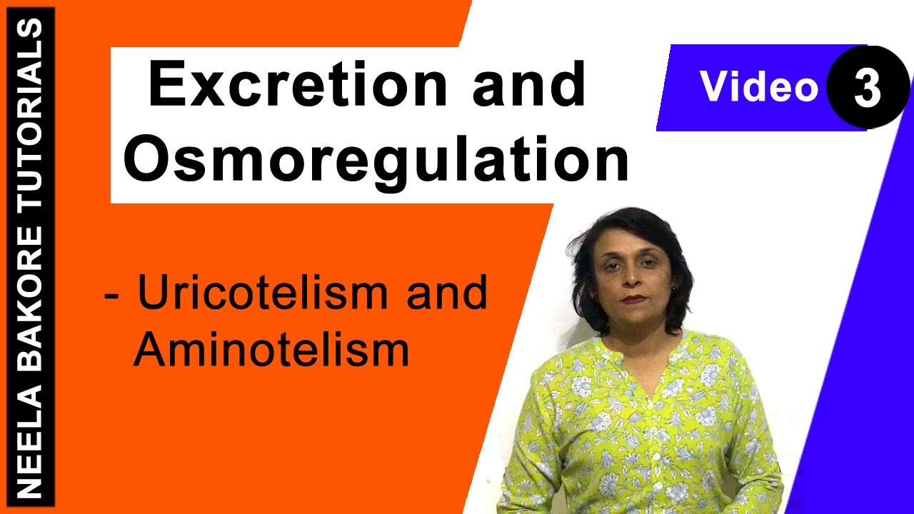 Excretion and Osmoregulation - Uricotelism and Aminotelism adenine nucleotide