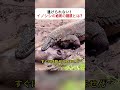 逃げられない！イノシシの必死の抵抗とは？ #野生動物 #コモドドラゴン #イノシシ #自然の厳しさ #狩りの瞬間