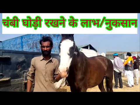 वीडियो: घोड़ी में लाल बैग का क्या कारण है?