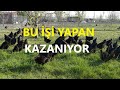 1000 ADET GEZEN TAVUK KAZANCI NEDİR | GEZEN TAVUK | YOK ARTIK TV