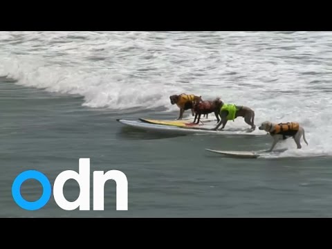 Video: Memanggil Semua Anjing California Surfin '!