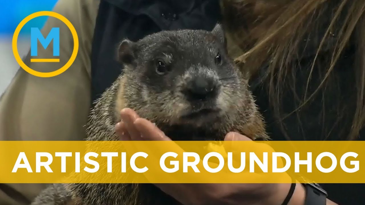 This adorable groundhog is an artist and will melt your heart | Your Morning - YouTube